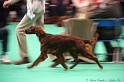 Crufts2011 126